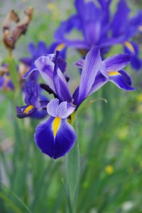 blue-iris